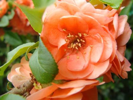 Macro_fleurs_du_jardin__1_