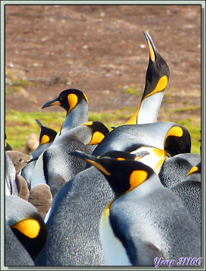 Colonie de Manchots Royaux (Aptenodytes patagonicus) avec un mâle en train de "trompetter" - Volunteer Point - Falkland Islands, Iles Malouines, Islas Malvinas