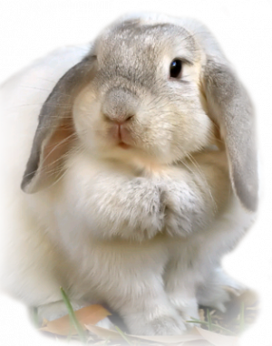 lapins
