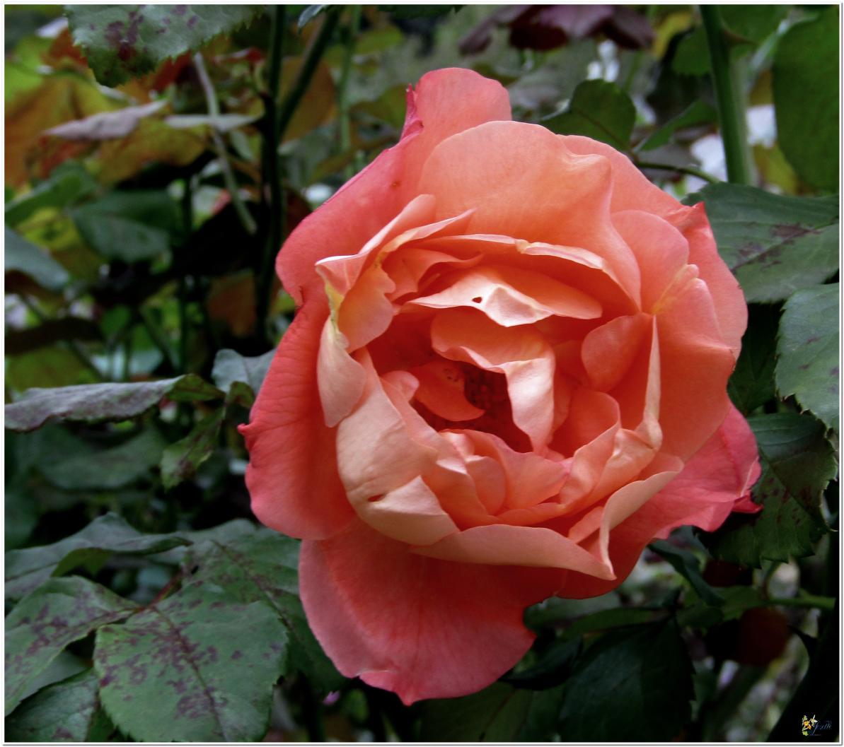 2024  LES ROSES DU JARDIN 