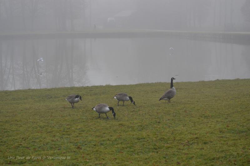 What a fog !