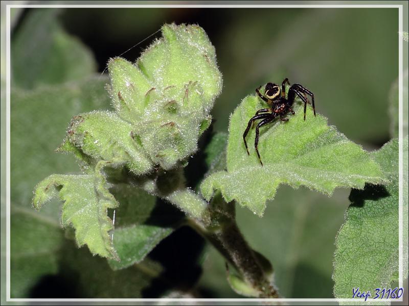 Araignée Thomise globuleuse jaune, Thomise Napoléon, Napoleon spider (Synema globosum) - Lartigau - Milhas - 31