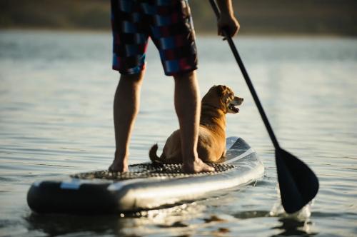 Paddle avec son chien !