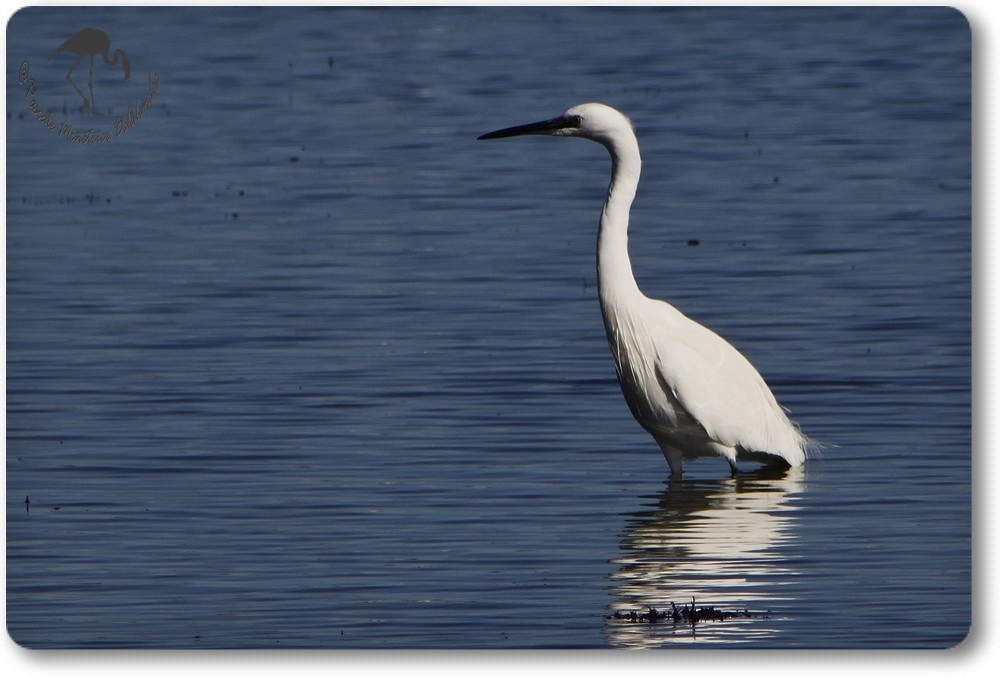 Aigrette Garzette (Etang de L'Or - Carnon)