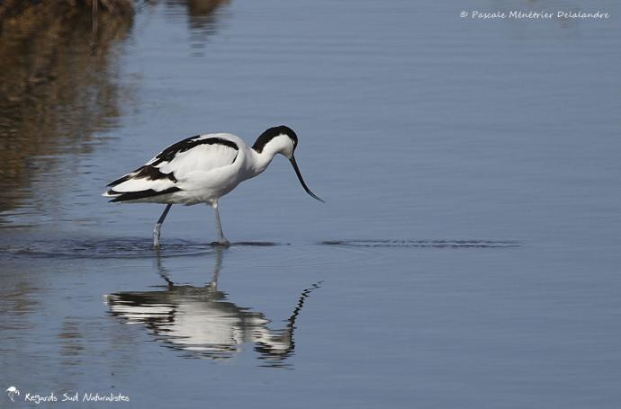 Avocette élégante