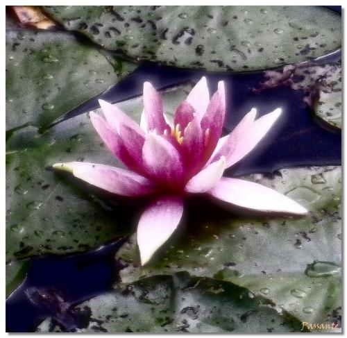 Le Nénuphar (II)