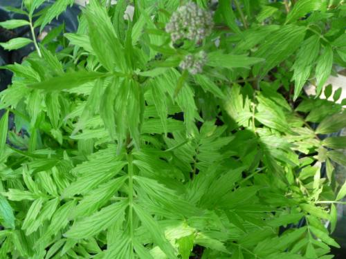 Fleurs cultivées : Valériane