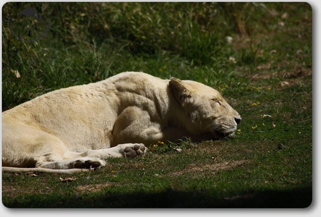 Lionne Blanche...