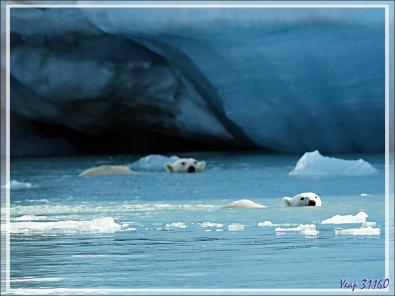 L'ourse et son gros ourson de Croker Bay - Devon Island - Nunavut - Canada