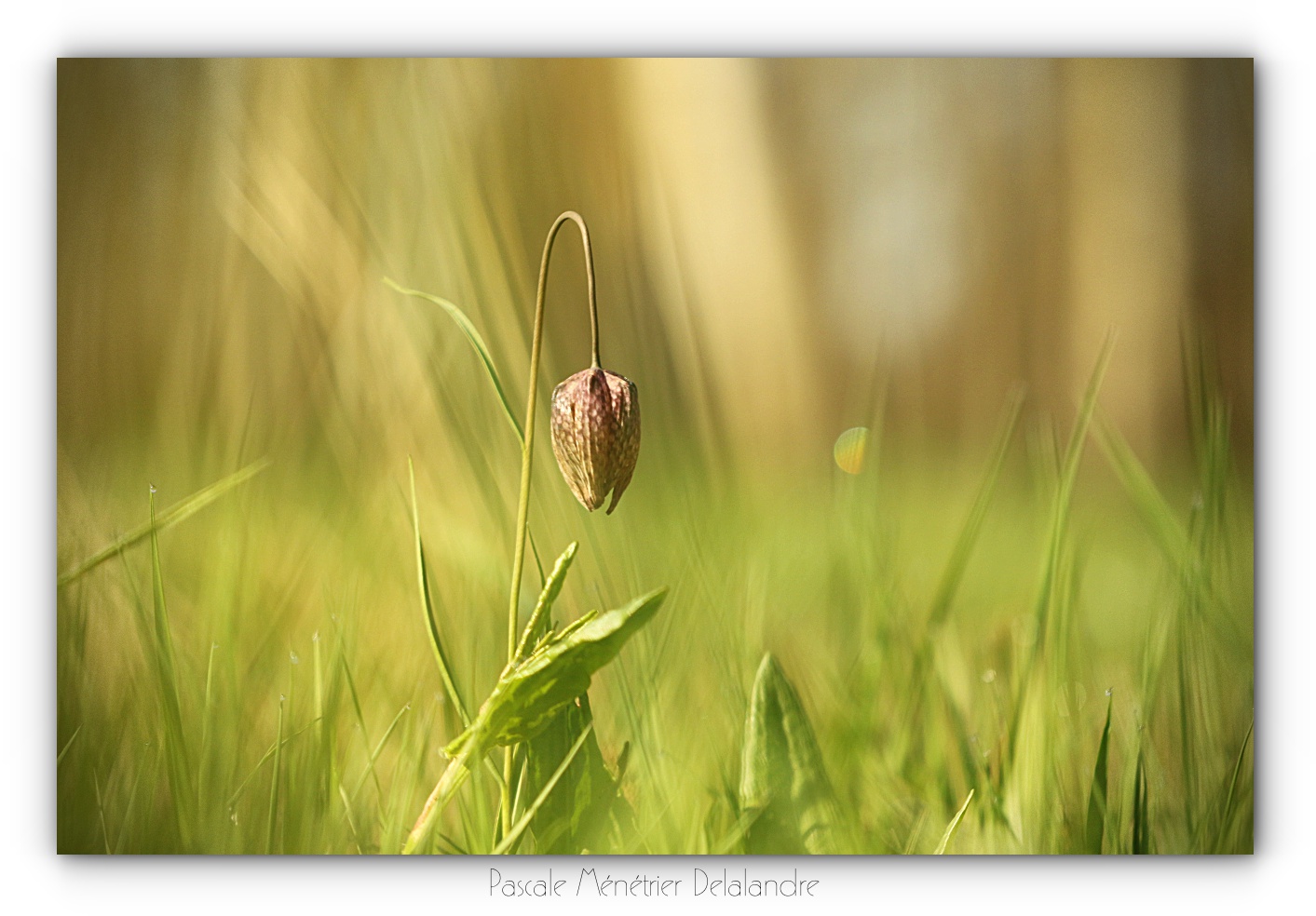 Fritillaires pintades