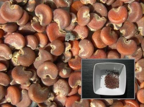 Fleurs cultivées : Guimauve