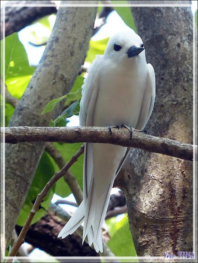 Gygis blanche ou Sterne blanche, White Tern (Gygis alba) - Ile aux oiseaux - Vers la passe sud Tumakohua (Tetamanu) - Atoll de Fakarava - Tuamotu - Polynésie française