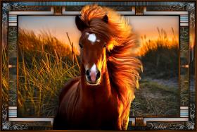 Violinegraphisme - 3