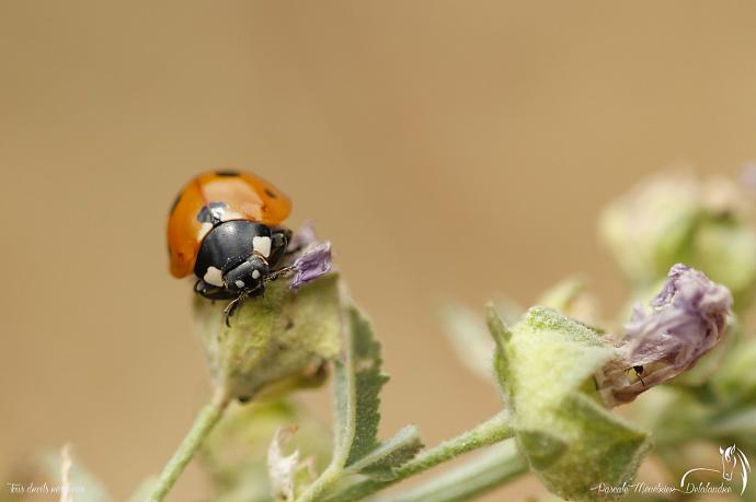 Coccinelle à sept points - Coccinella septempunctata