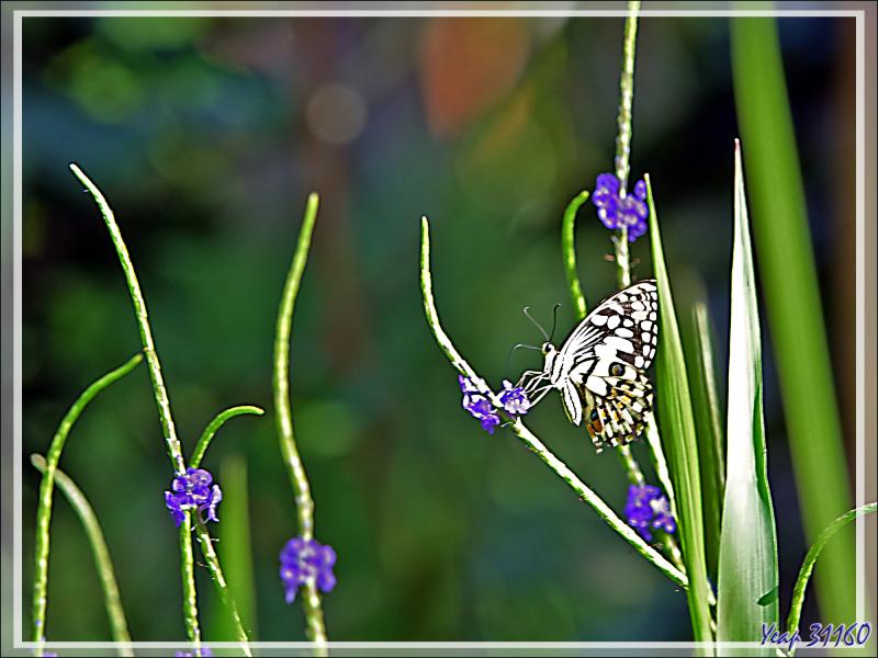 Débarquement à l'île Fergusson, puis, accompagnés par des guides locaux, direction de la source d'eau chaude de Deidei, avec ses fumées et ses geysers - Papouasie Nouvelle-Guinée