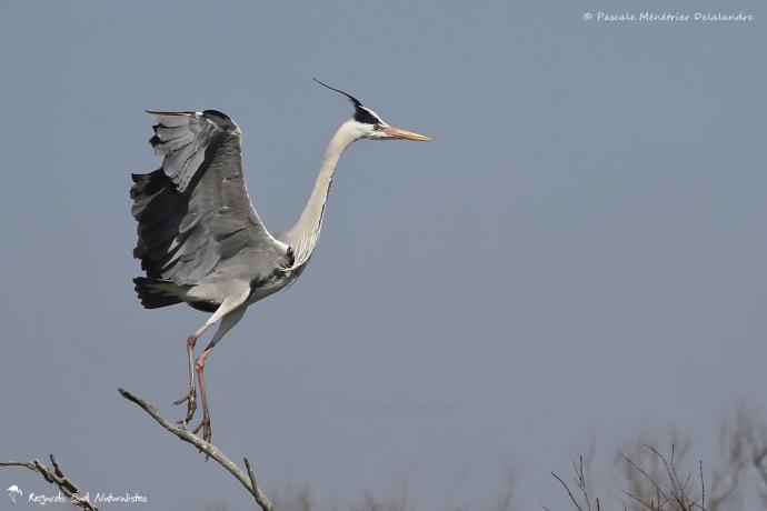 Héron cendré et Aigrette garzette - "Pousse toi de là que je m'y mette !"