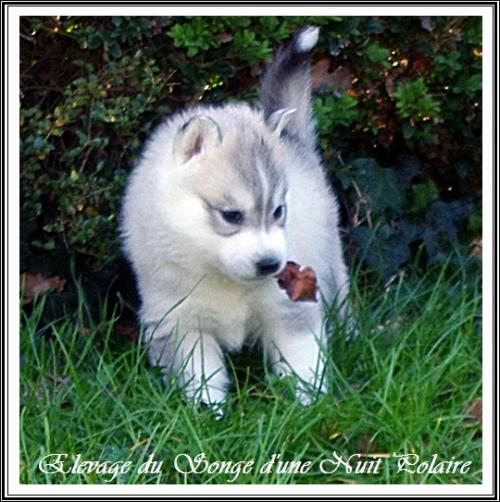 Portée de Felya (29 novembre 2015)