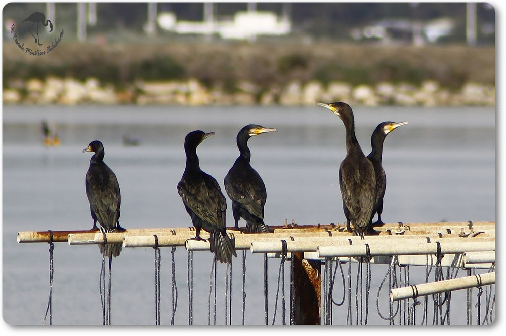  Grands Cormorans (Etang du Prévost)...