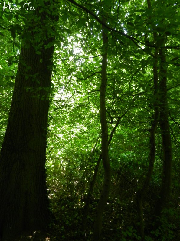 Image016.jpg