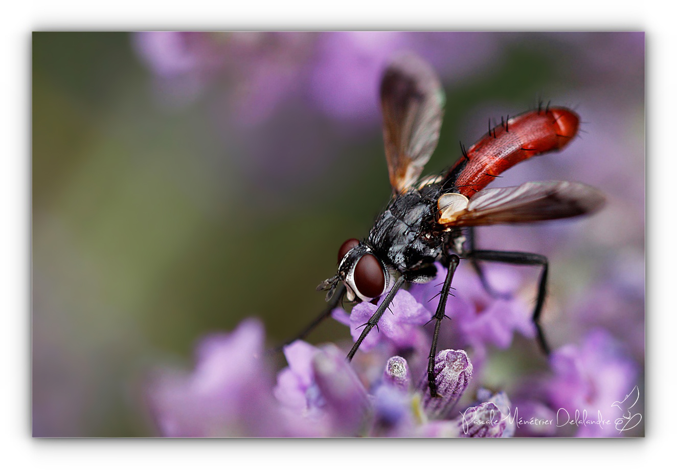 Cylindromyia bicolor