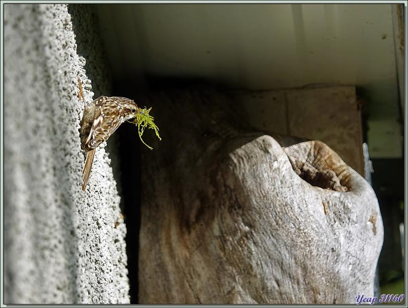 Grimpereau des jardins, Short-toed Treecreepe (Certhia brachydactyla) - Lartigau - Milhas - 31
