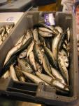 Pornic_son_march__aux_halles_018