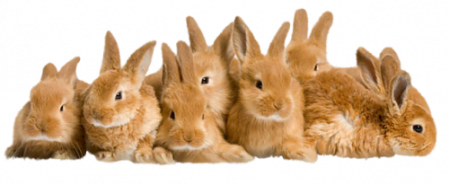 lapins