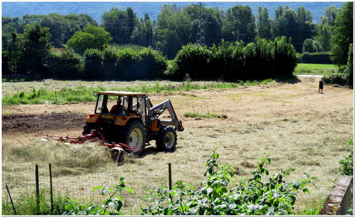 LA  SAISON  DES  FOINS 