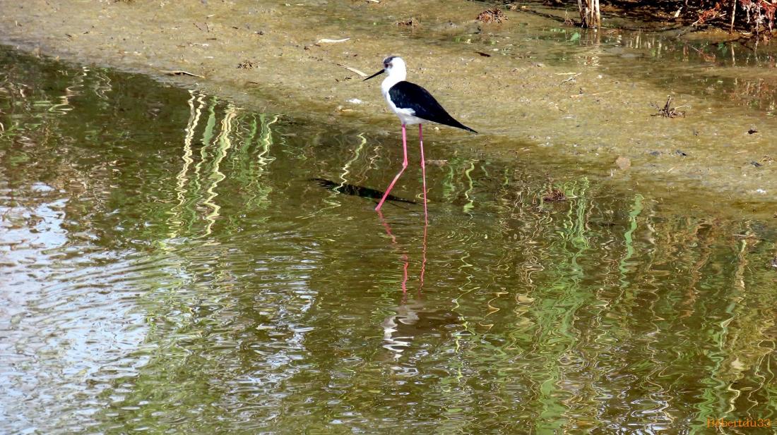 le parc naturel de l'Ebre