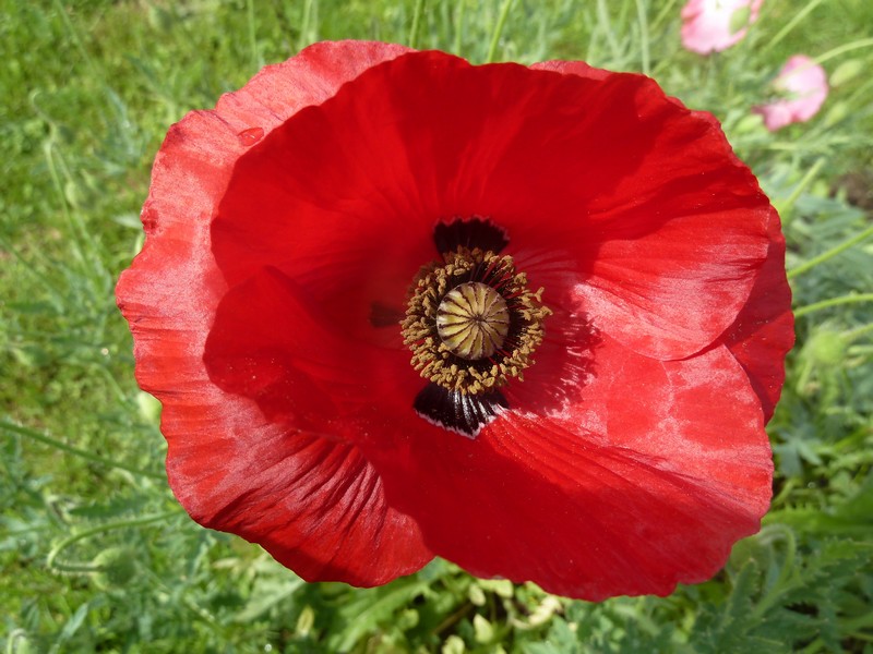 Ephémères ...'Les coquelicots" ......