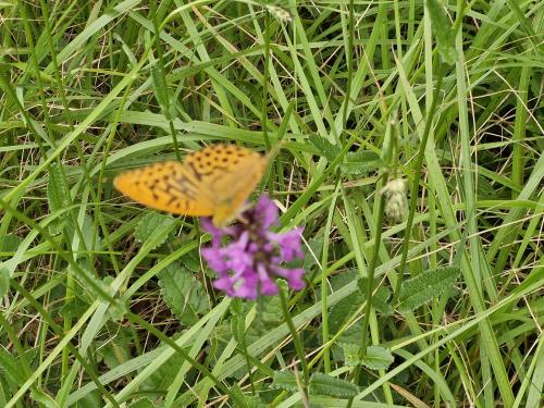 "Le long du Ru Blanc" - Mercredi 17 juillet 2024