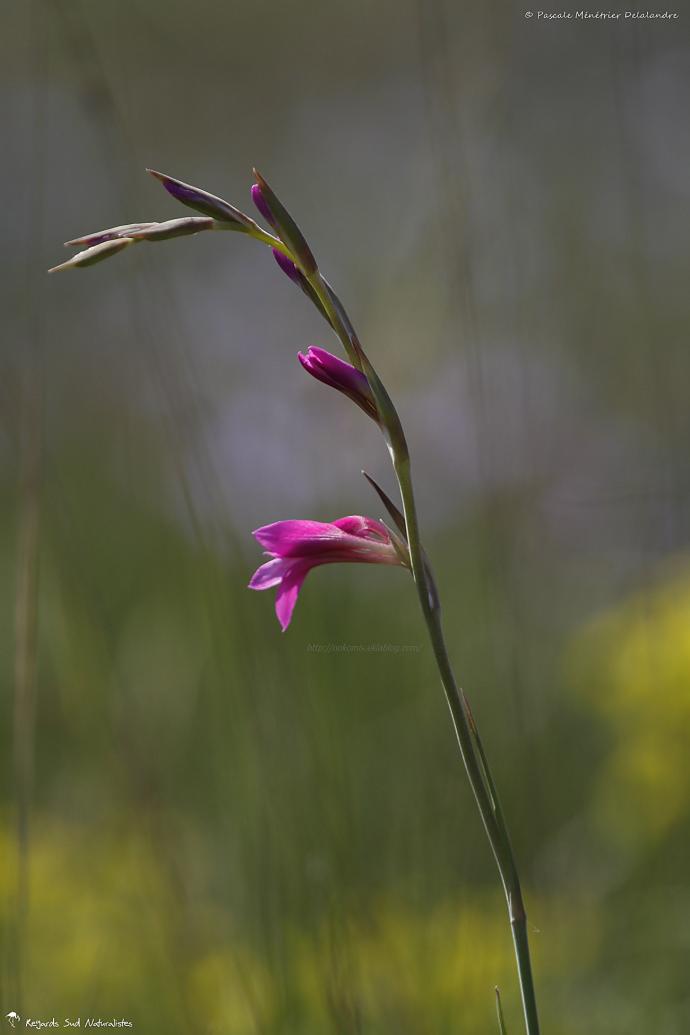 Glaïeul d'Illyrie (Gladiolus illyricus)