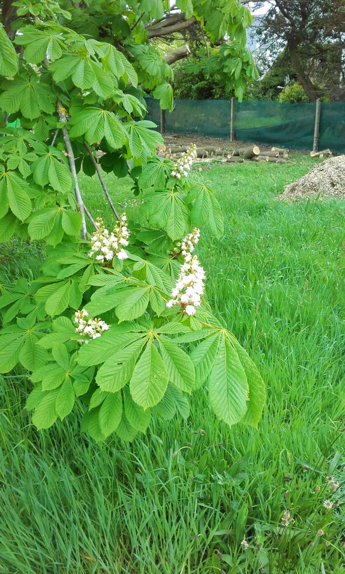 fleurs blanches 