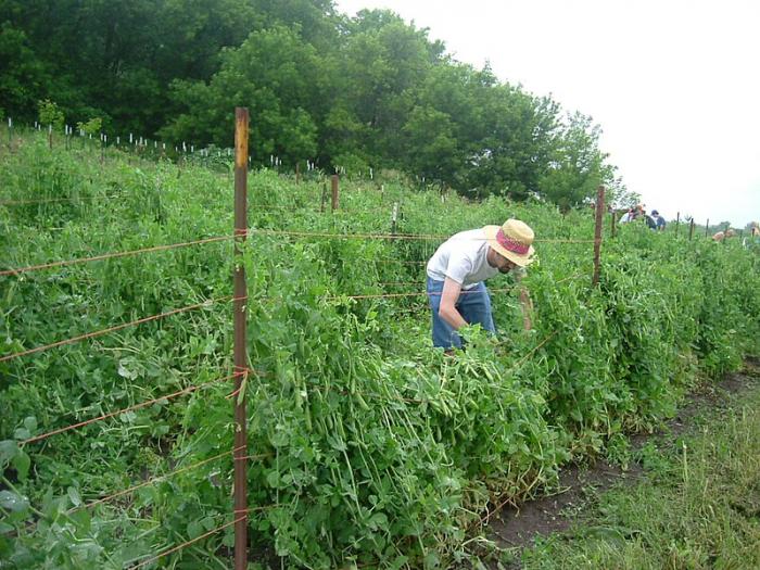 Légumes du mois de Juillet