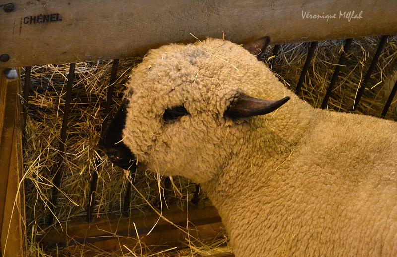 Salon International de l'Agriculture : Le mouton Hampshire