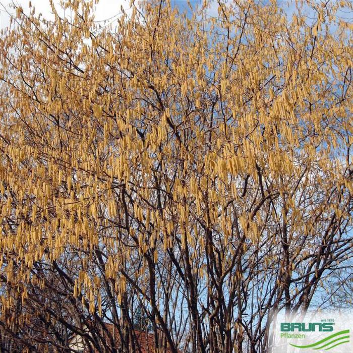 Arbre fruitier : Noisetier