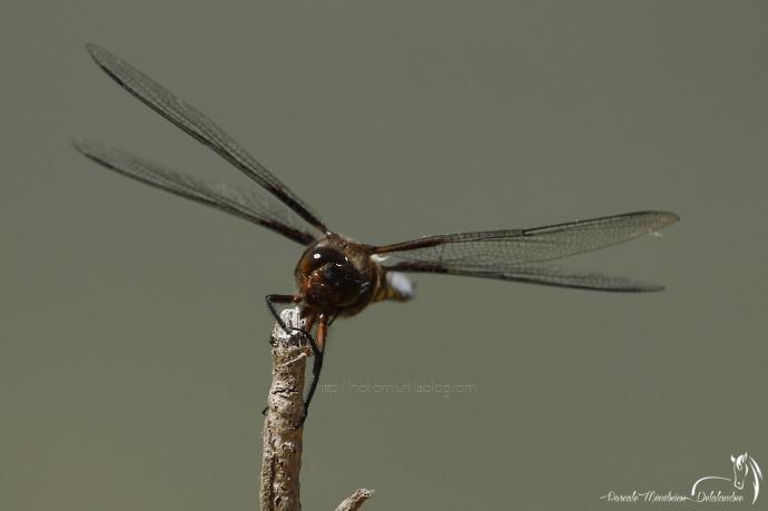 Libellule déprimée ♂ - Libellula depressa