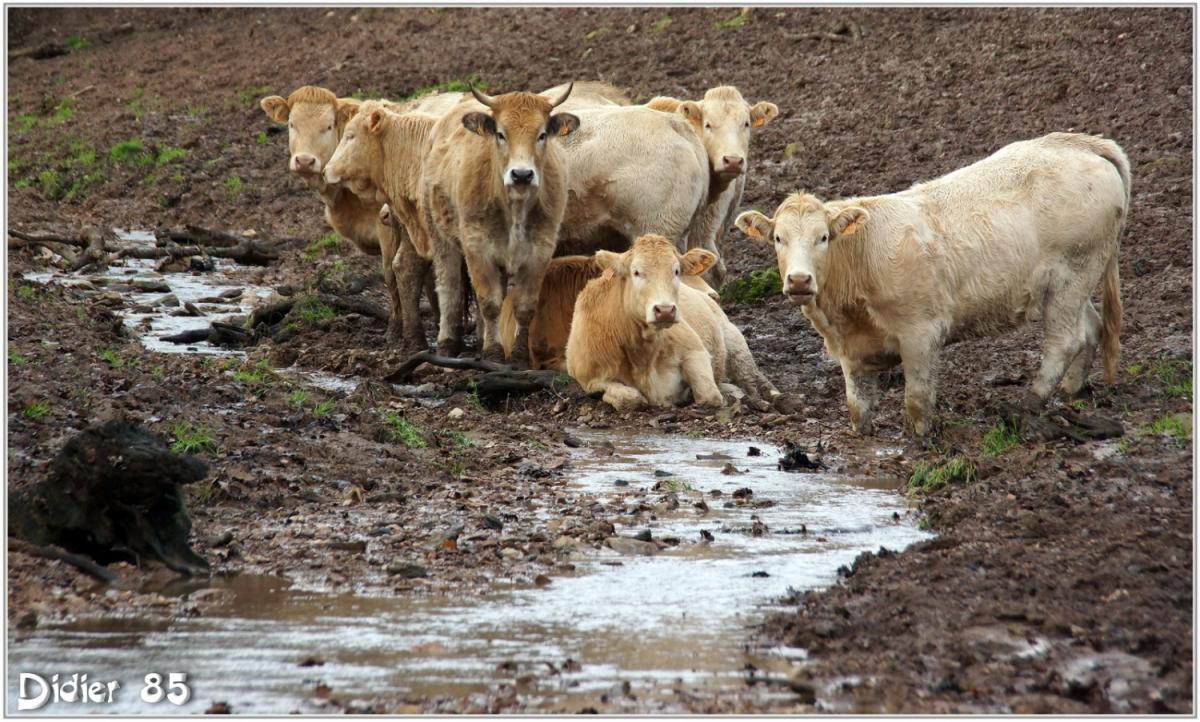 Vache (1)