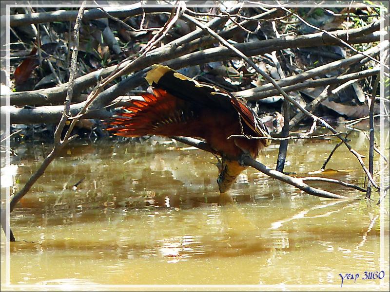 L'Hoatzin huppé et le caïman - Inkaterra Hacienda Concepcion - Puerto Maldonado - Pérou