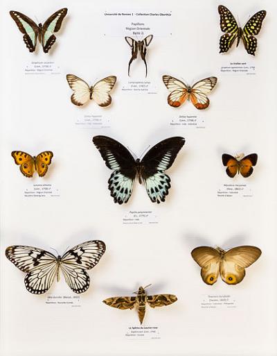 LEPIDOPTERES 2