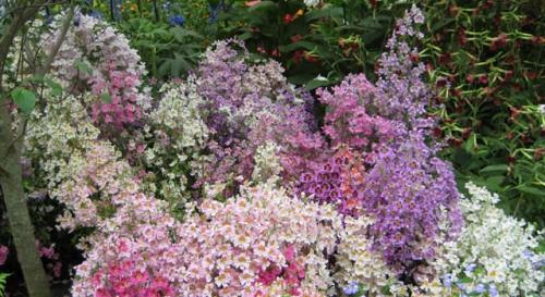 Fleurs cultivées : Schizanthus