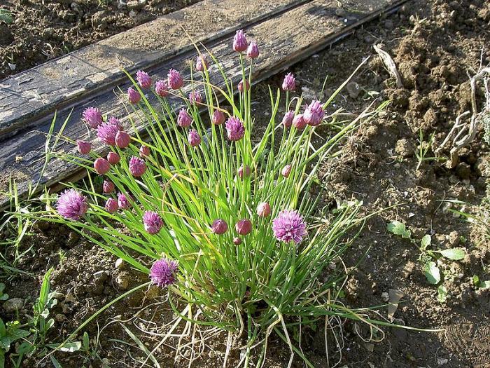 Plantes aromatiques  1ère partie