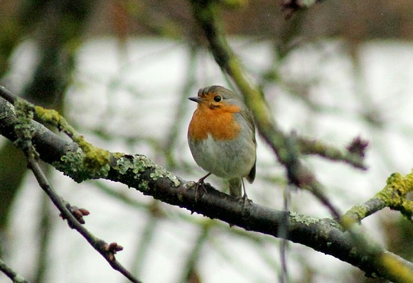 Dix-sept sortes d'oiseaux qui ont fréquenté mon jardin durant l'hiver 2015-2016...