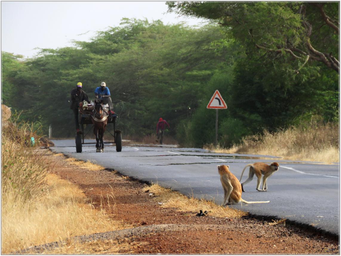 BOUJOUR  LES  SINGES  nov2023