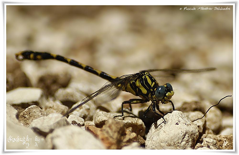 Onychogomphe à crochets ♂ (Onychogomphus uncatus)