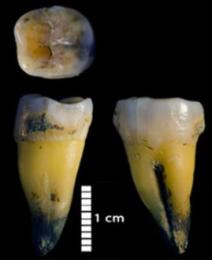 8 - L'expansion des Homo sapiens