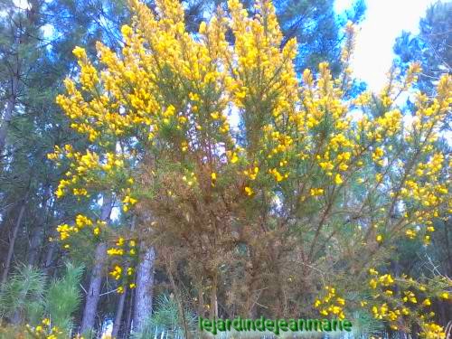 les genêts / Genista / dans la forêt ils sont en pleines fleurs