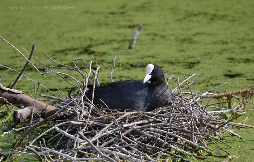 Rambouillet : Photos Nature : La Foulque Macroule