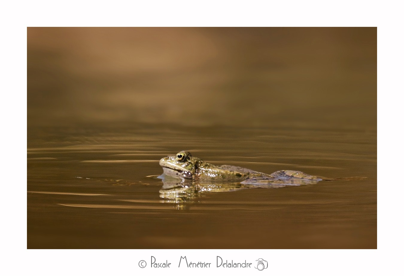 Grenouilles Pelophylax sp.