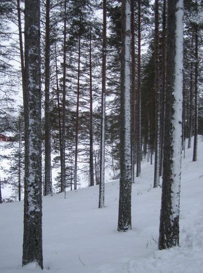 La Finlande dans l'Europe